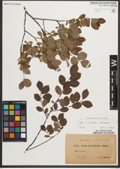Foto von Salix myrtilloides L. x Salix starkeana Willd.